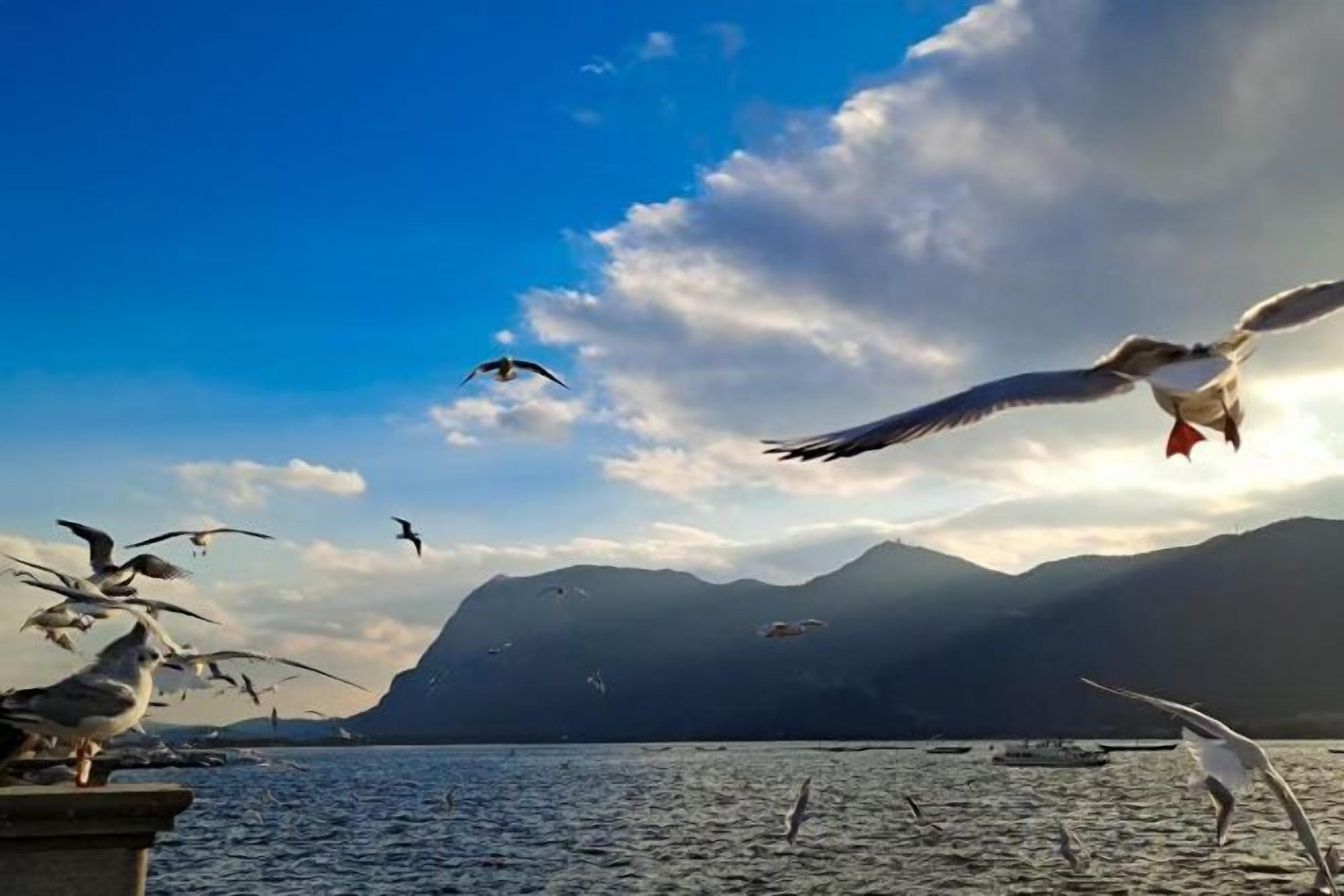 A body of water with birds flying, mountains in the background, and a clear sky.