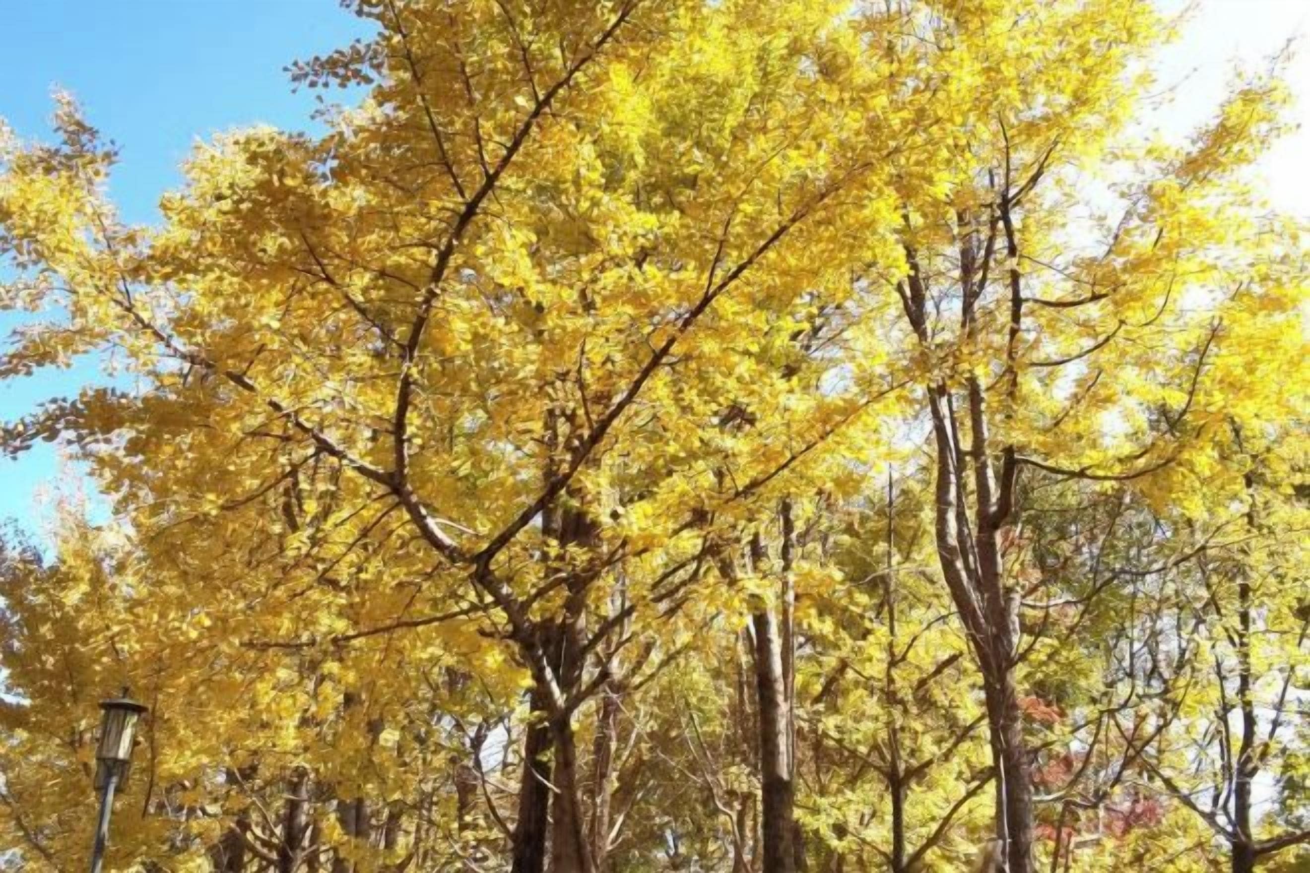 A forest with yellow foliage, likely indicating autumn.