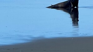 A seal on a beach with waves in the background.