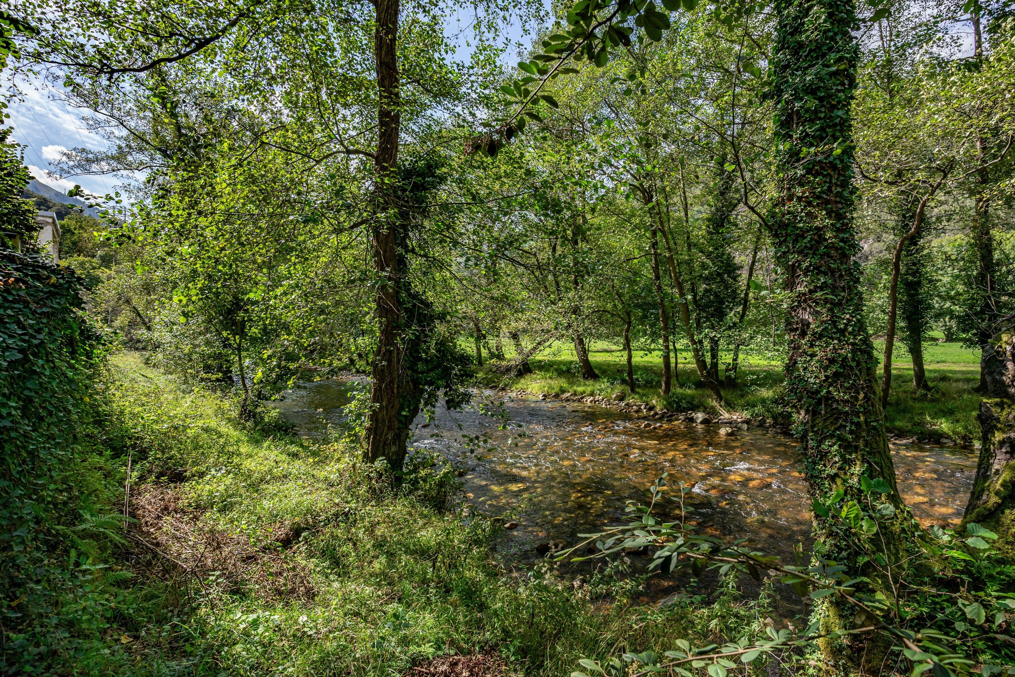 Un paisaje natural con un arroyo, árboles y una zona cubierta de césped.