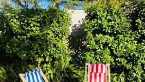 Two beach chairs, one striped blue and white, the other red and white, in a grassy outdoor area with dense green foliage in the background. - Restored one bedroom holiday flat. (Katoomba)