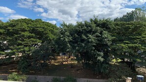 Um parque com árvores densas e um céu claro.