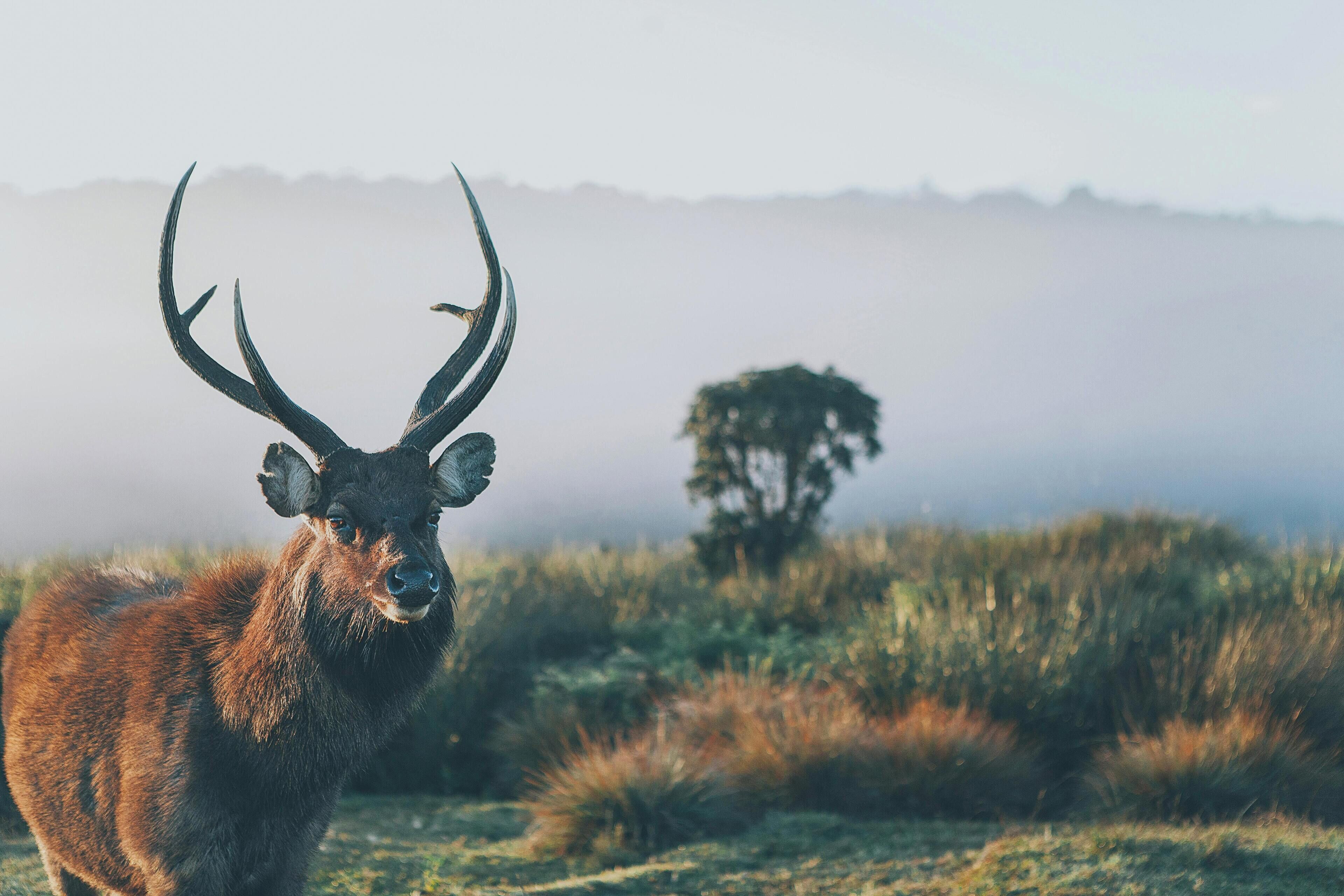 A stag in a grassy field with a tree and foggy background.