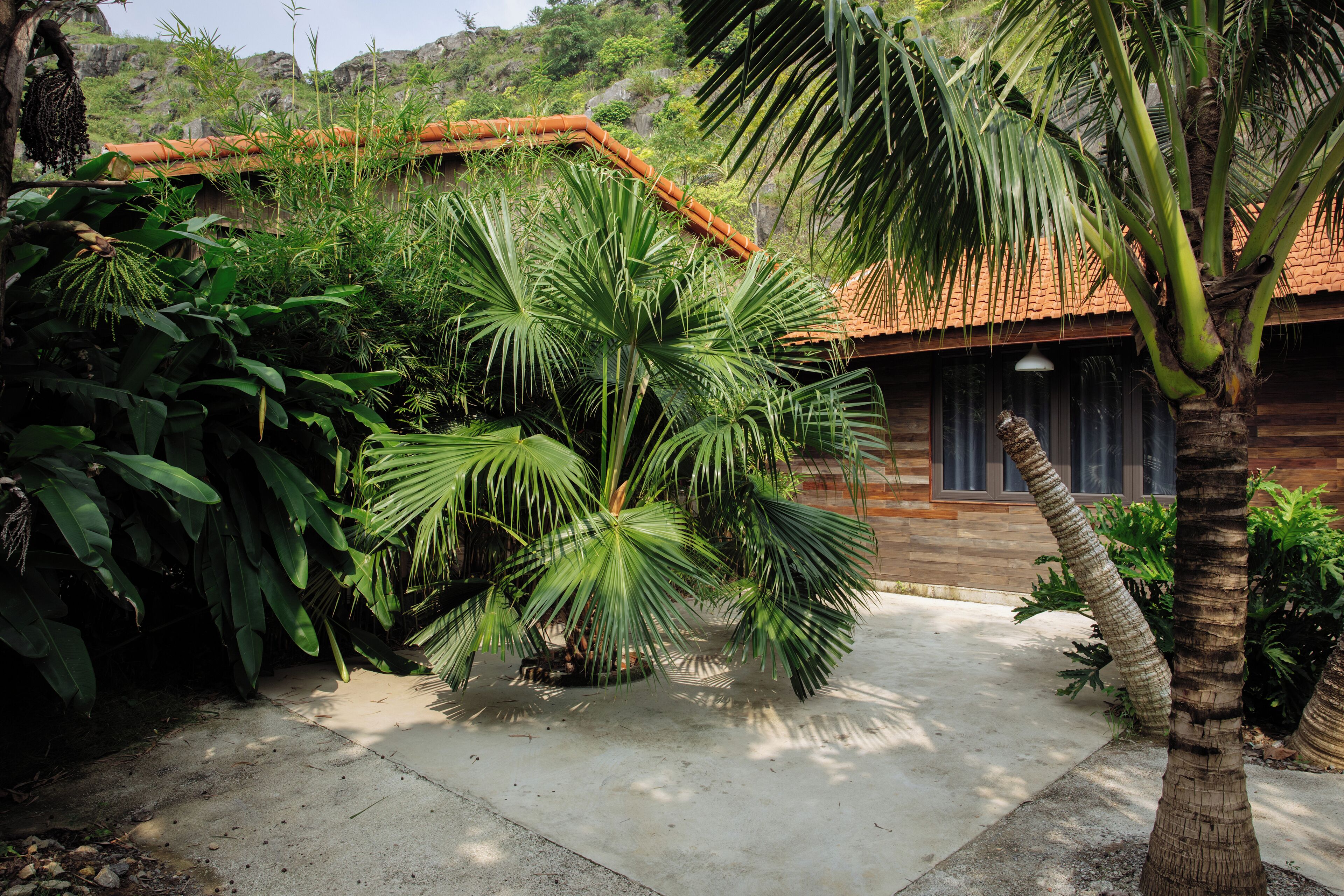 A courtyard with a palm tree, a wooden building with a tiled roof, and lush greenery.