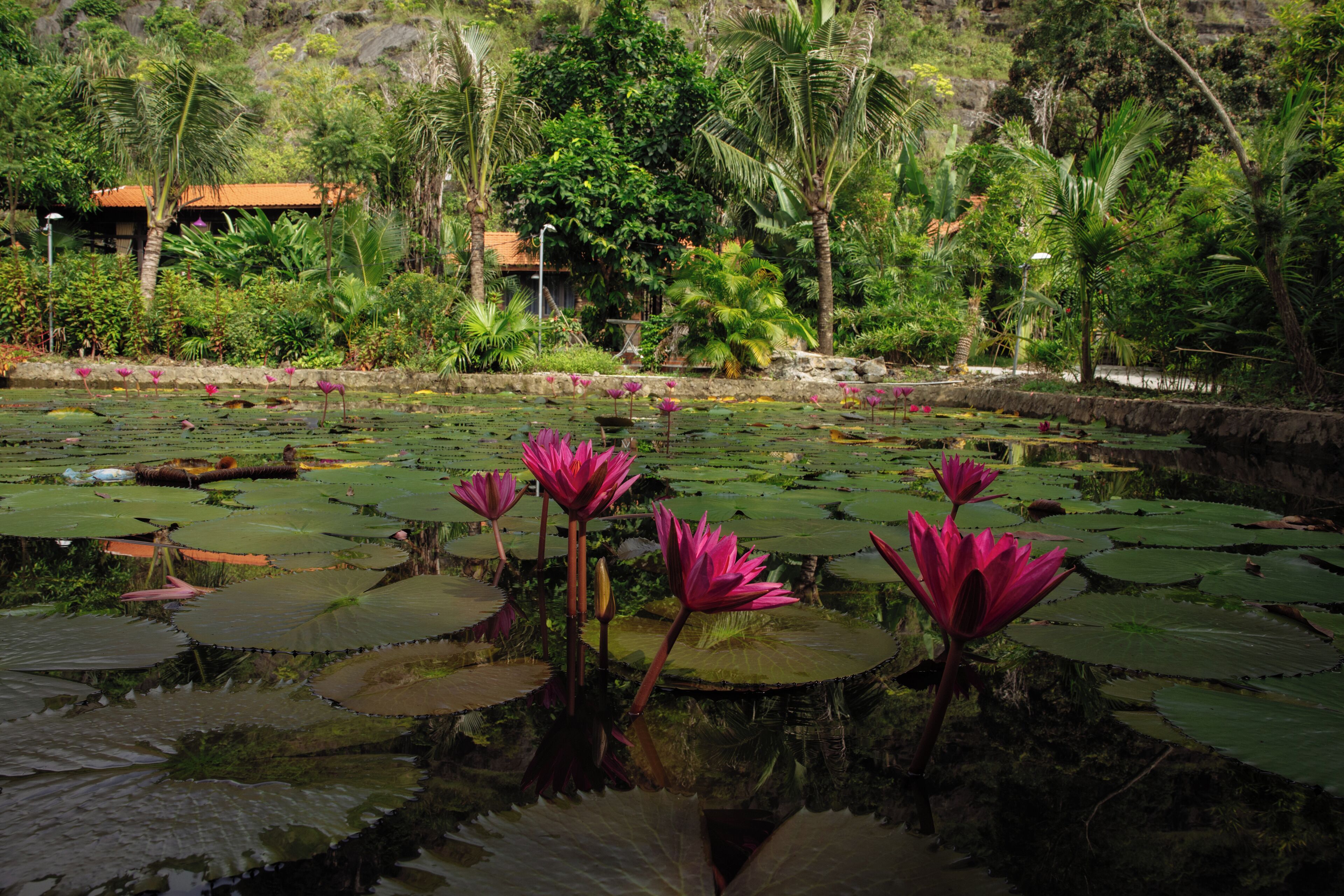 Un estanque con nenúfares y plantas tropicales.