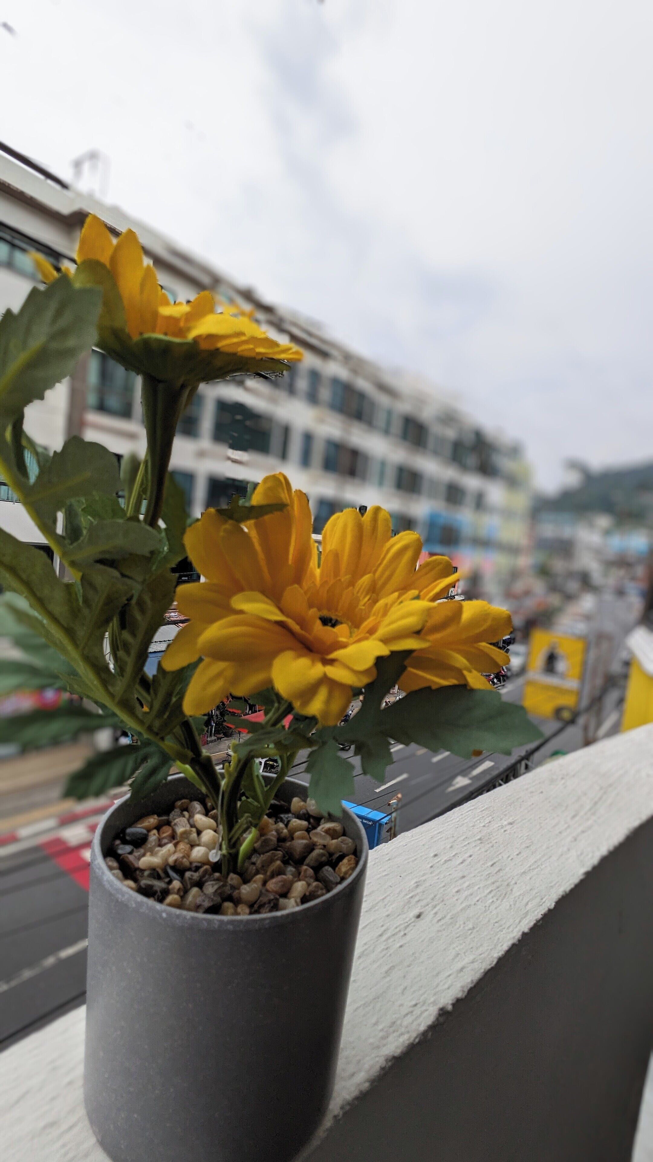 Een gele bloem in een pot op een balkon, met een gebouw op de achtergrond.