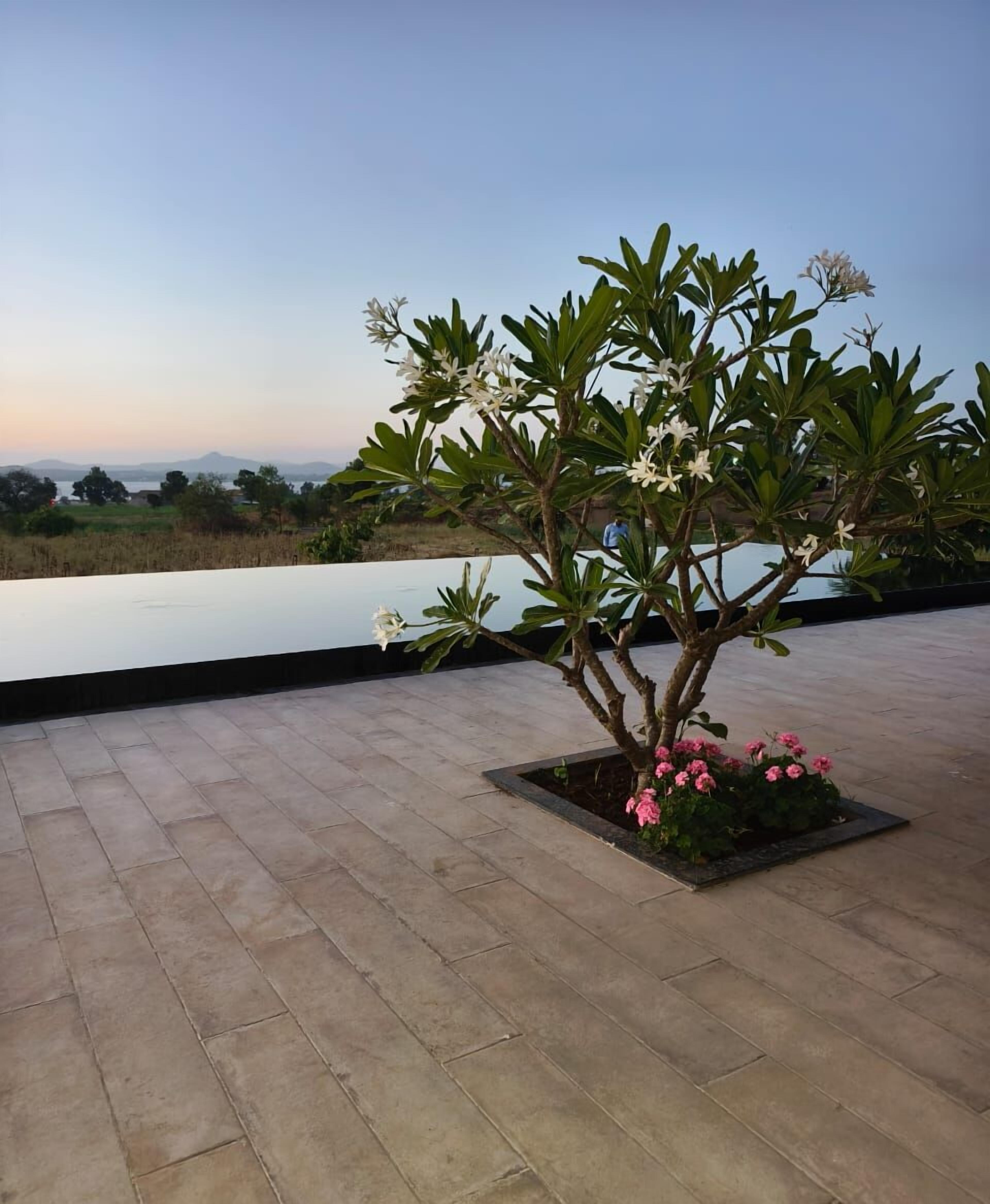 A potted tree with white flowers and pink blooms on a tiled patio.