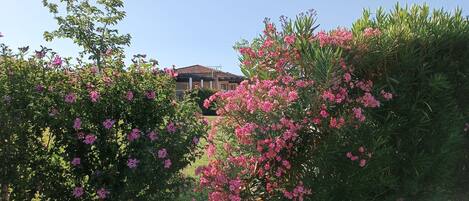 Terrein van de accommodatie