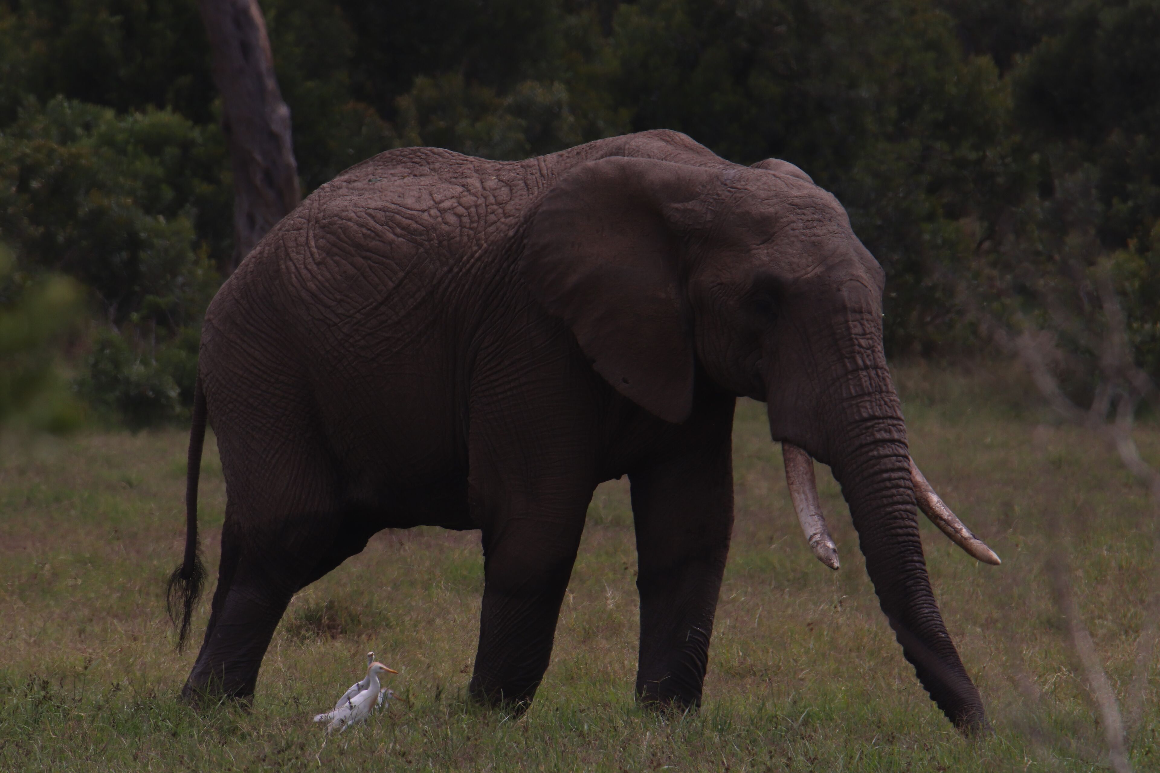 Een olifant in een grasveld met bomen op de achtergrond.