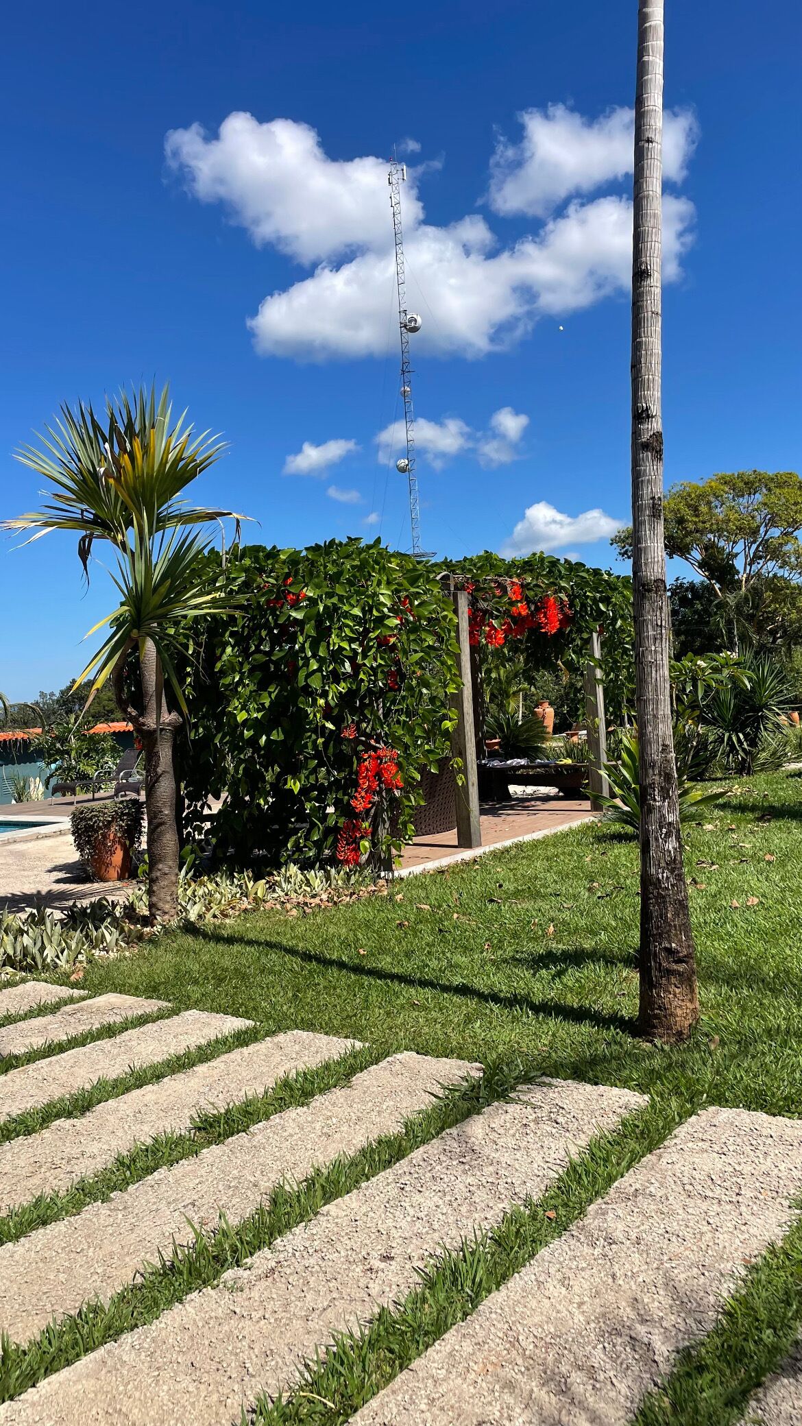 A garden with a pathway, palm trees, and a tall communication tower.
