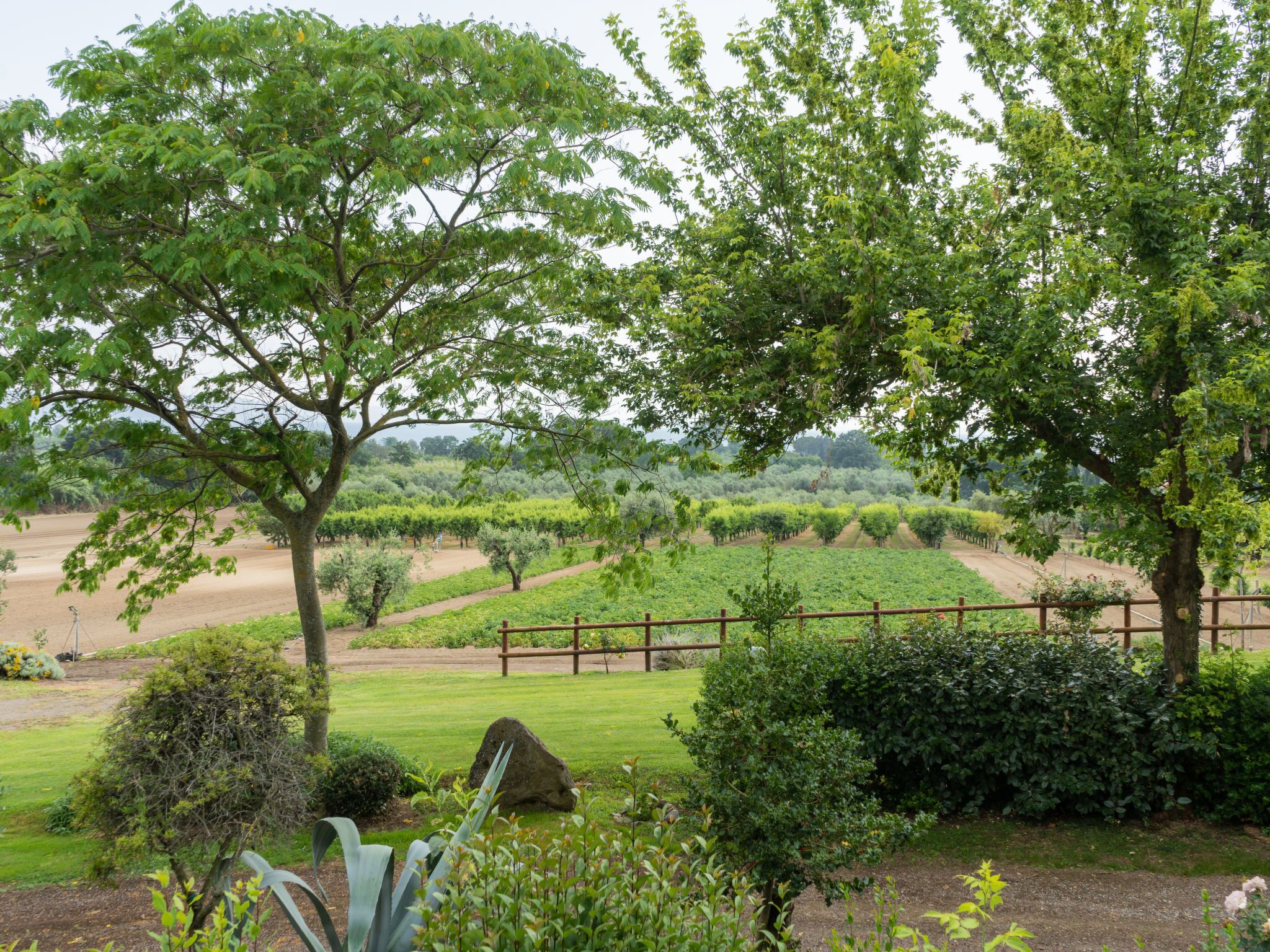 A vineyard with rows of grapevines, a wooden fence, and various trees and shrubs.