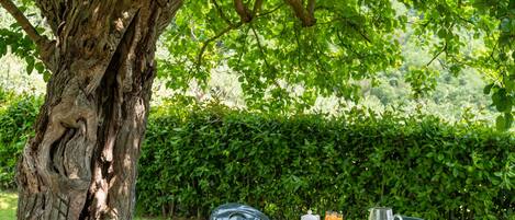 A table set outdoors with a patterned tablecloth, surrounded by chairs, under a tree with a thick trunk.