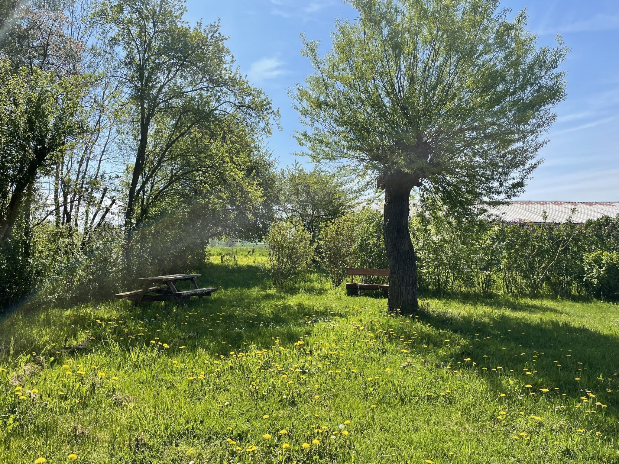 Un espace herbeux avec une table de pique-nique et un banc, entouré d’arbres et de pissenlits.