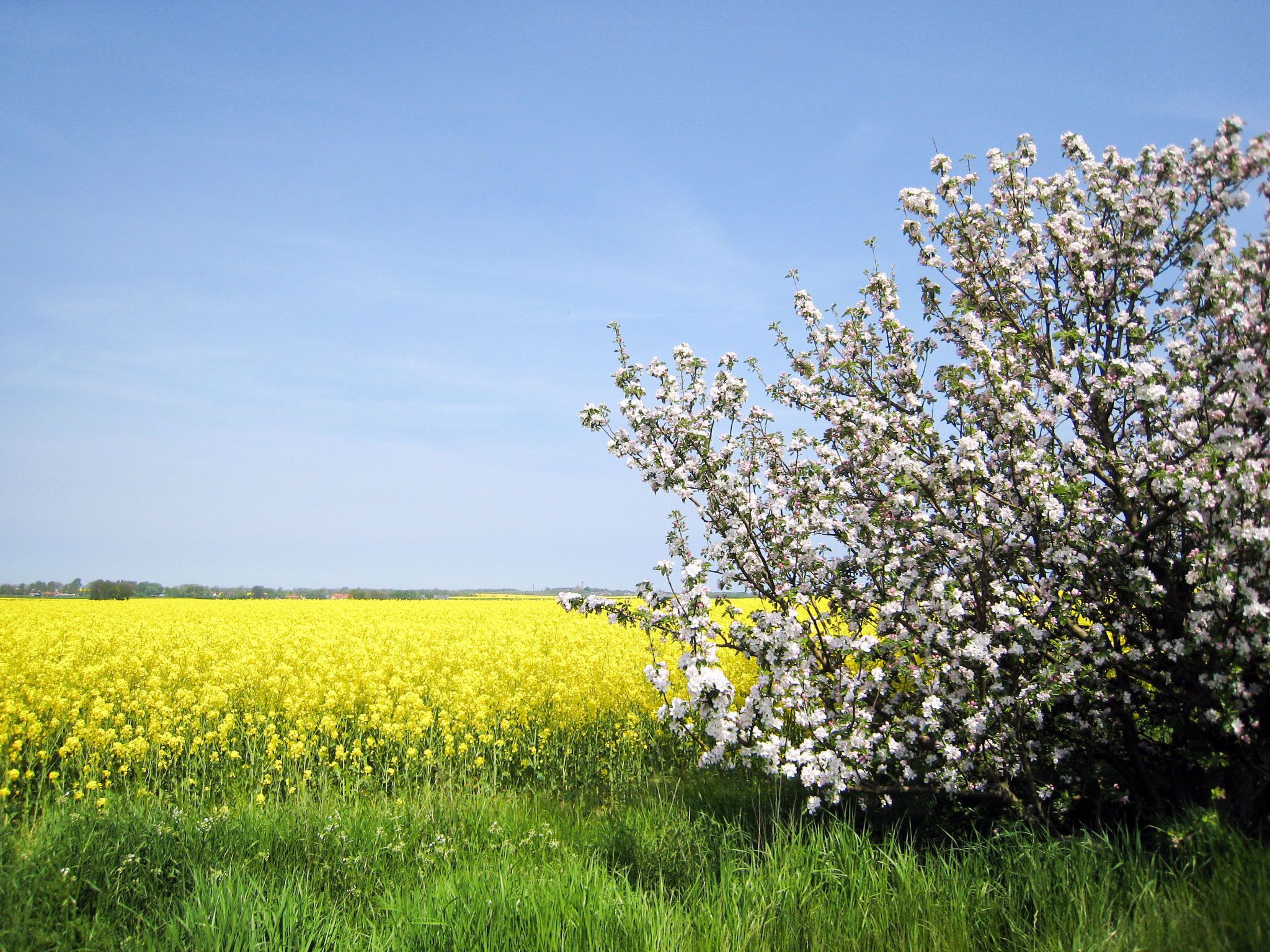 A field of yellow flowers with a tree in the foreground.