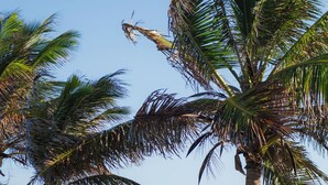 A woman walking along a beach with palm trees and the ocean in the background. - Cabanas Blue (Mata de São João)