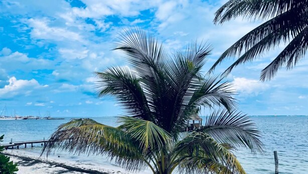 A beach with a palm tree, a wooden pier, and a view of the ocean with boats in the distance. - Beautifull Apartment beach front & nice sea view (Cancun)
