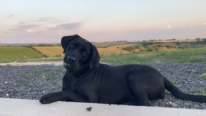 A black dog lying on a gravel surface with a rural landscape in the background. - Chambre Privée Tout Confort Dans la Campagne Auvergnate, à Proximité du PAL (Trézelles)