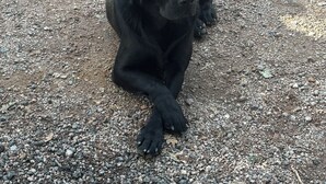 A black dog sitting on a gravel surface. - Chambre Privée Tout Confort Dans la Campagne Auvergnate, à Proximité du PAL (Trézelles)