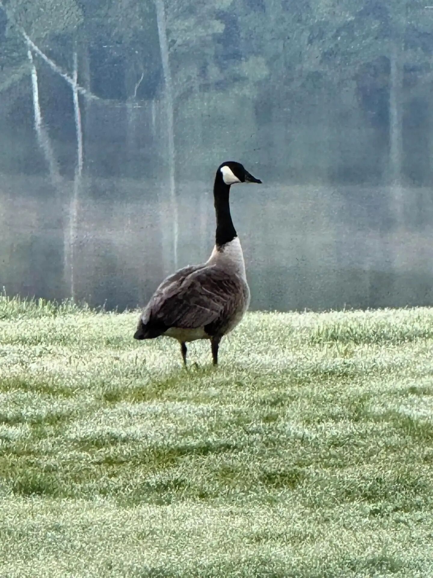 A goose standing on a grassy field with trees in the background.