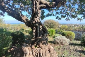 Miscellaneous - The Carob Tree (Polignano a Mare)