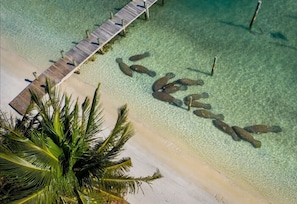 Luchtbeeld van een strand met een houten pier die zich uitstrekt in helder turquoise water, omgeven door palmbomen.