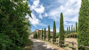 A gravel path flanked by tall cypress trees leading to a rustic building with a tiled roof. - Apartment Arco by Interhome (Travale)