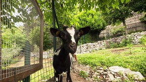 A black and white cow standing in a fenced area with greenery and rocks in the background.
