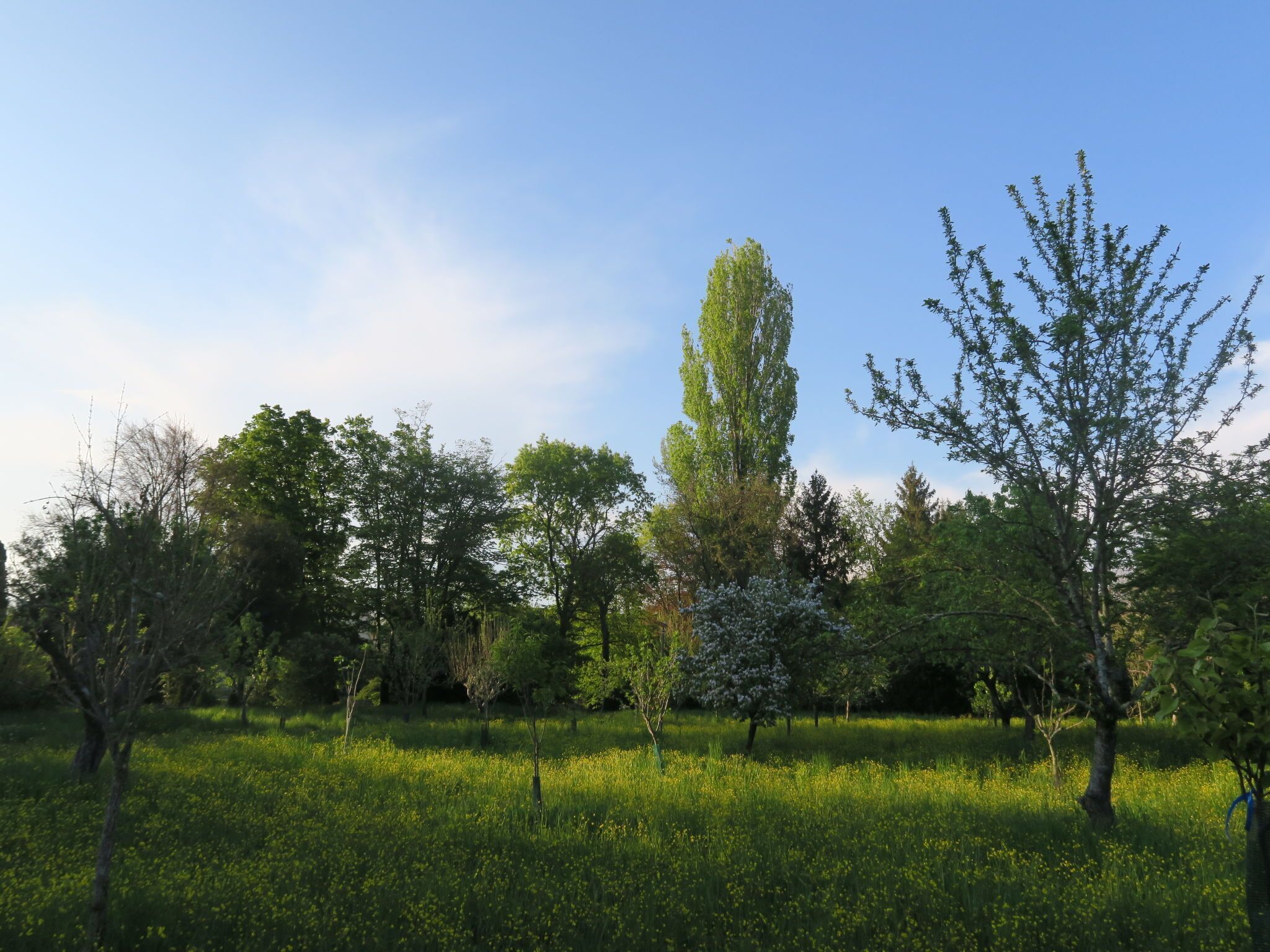 Un parque con diversos árboles y un campo cubierto de césped.