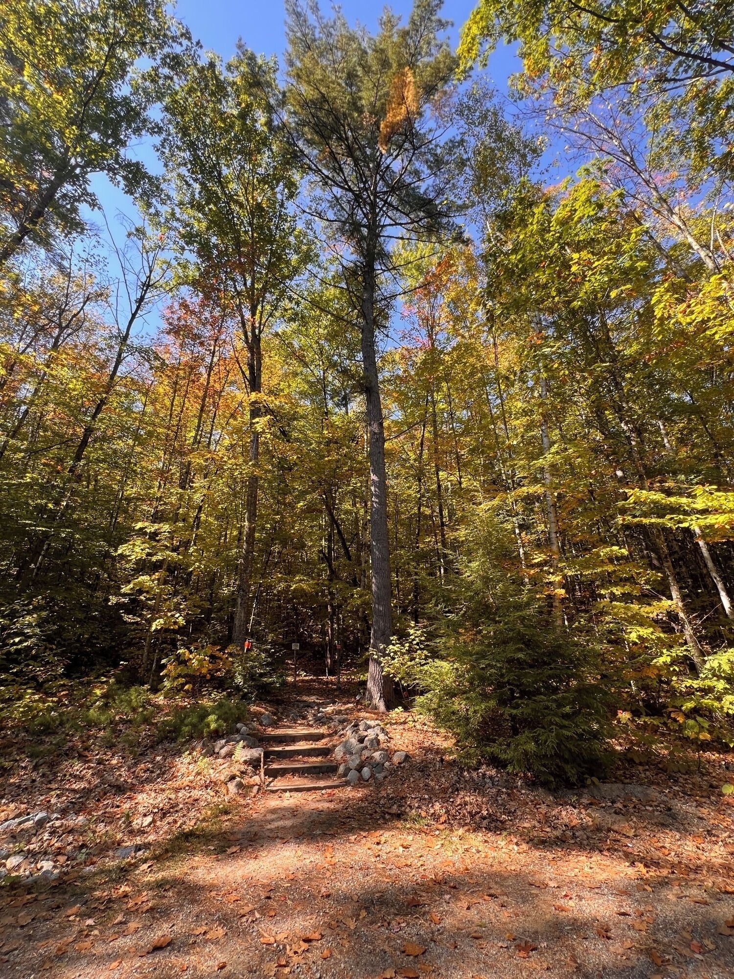 Pleasant Mountain Trail with forest paths and stunning mountain views.