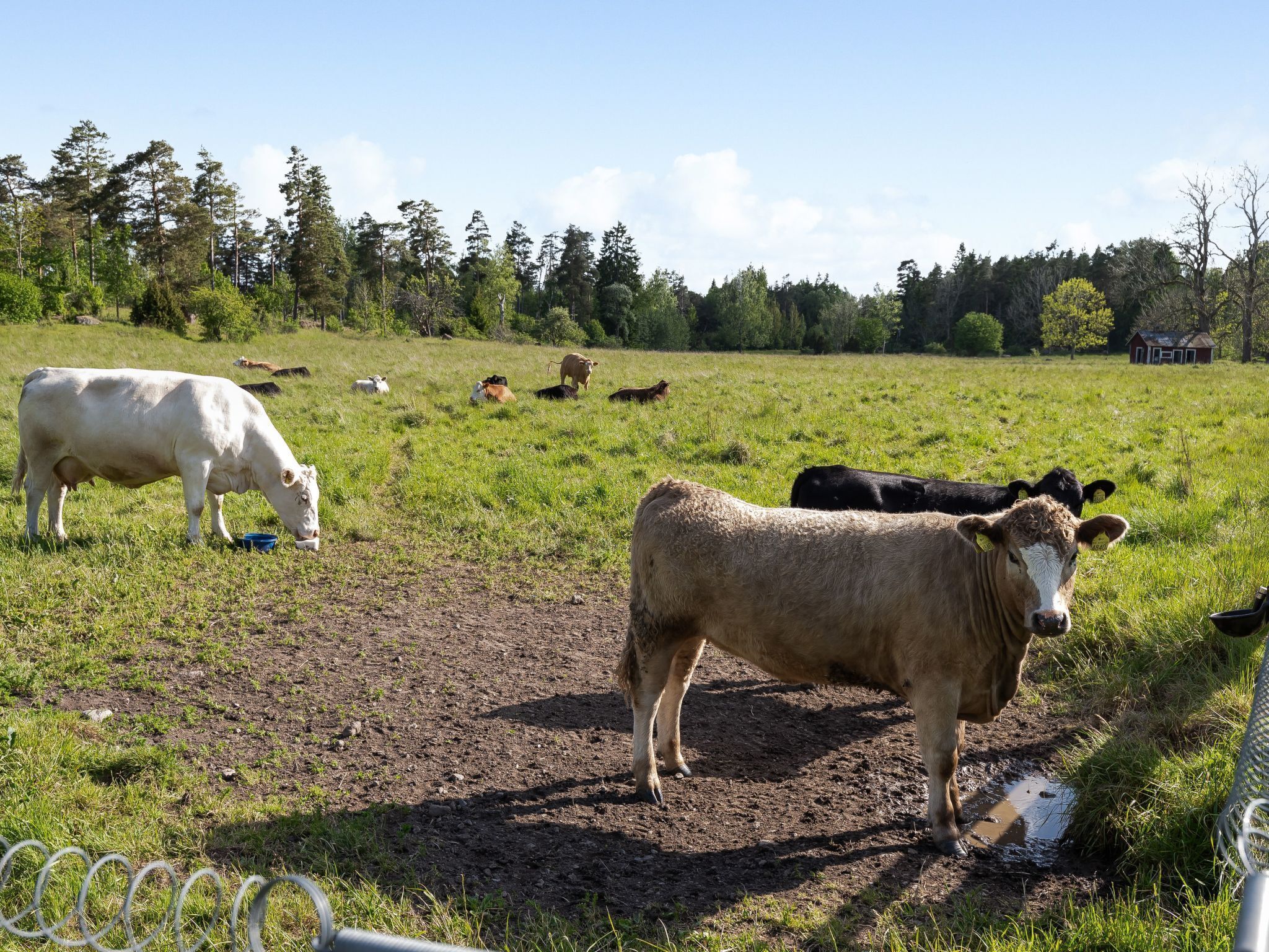 A rural landscape with grazing cattle and a small house in the background.