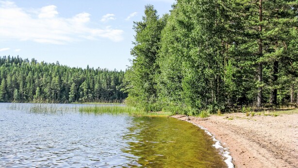 En vacker utsikt över sjön med en sandstrand och en tät skog i bakgrunden.