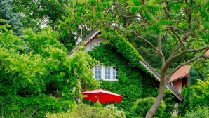 A house partially covered in green foliage, with a visible window and a red umbrella. - Karasova II by Interhome (Dehtáře)