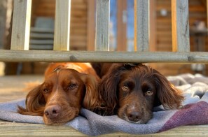 Huisdieren toegelaten