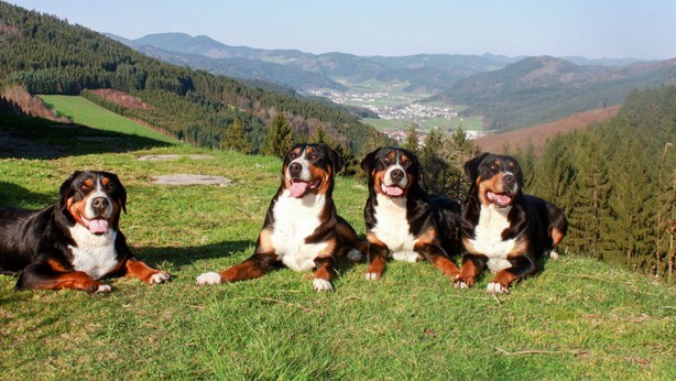 Trois chiens de race Bouvier bernois sont allongés sur une colline herbeuse, offrant une vue panoramique sur une vallée et des montagnes en arrière-plan.