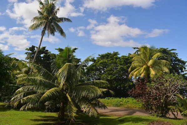 Un paisaje tropical con palmeras y un camino de tierra.