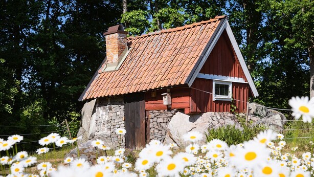 Pieni kivitalo, jossa on punainen katto ja puiset seinät, ja sen ympärillä on niitty täynnä päivänkakkaroita.