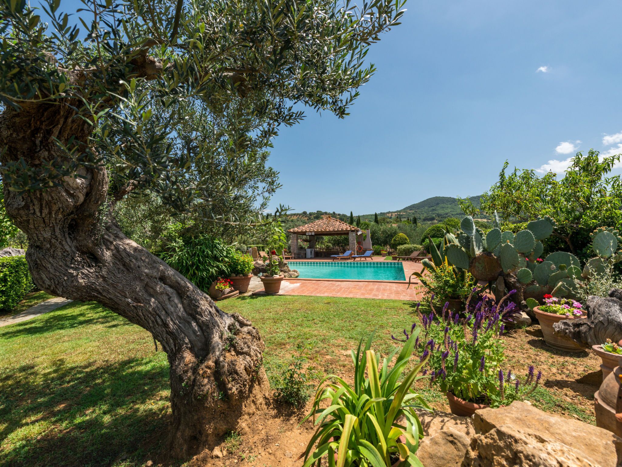 A pool area with a pergola, surrounded by greenery and cacti.