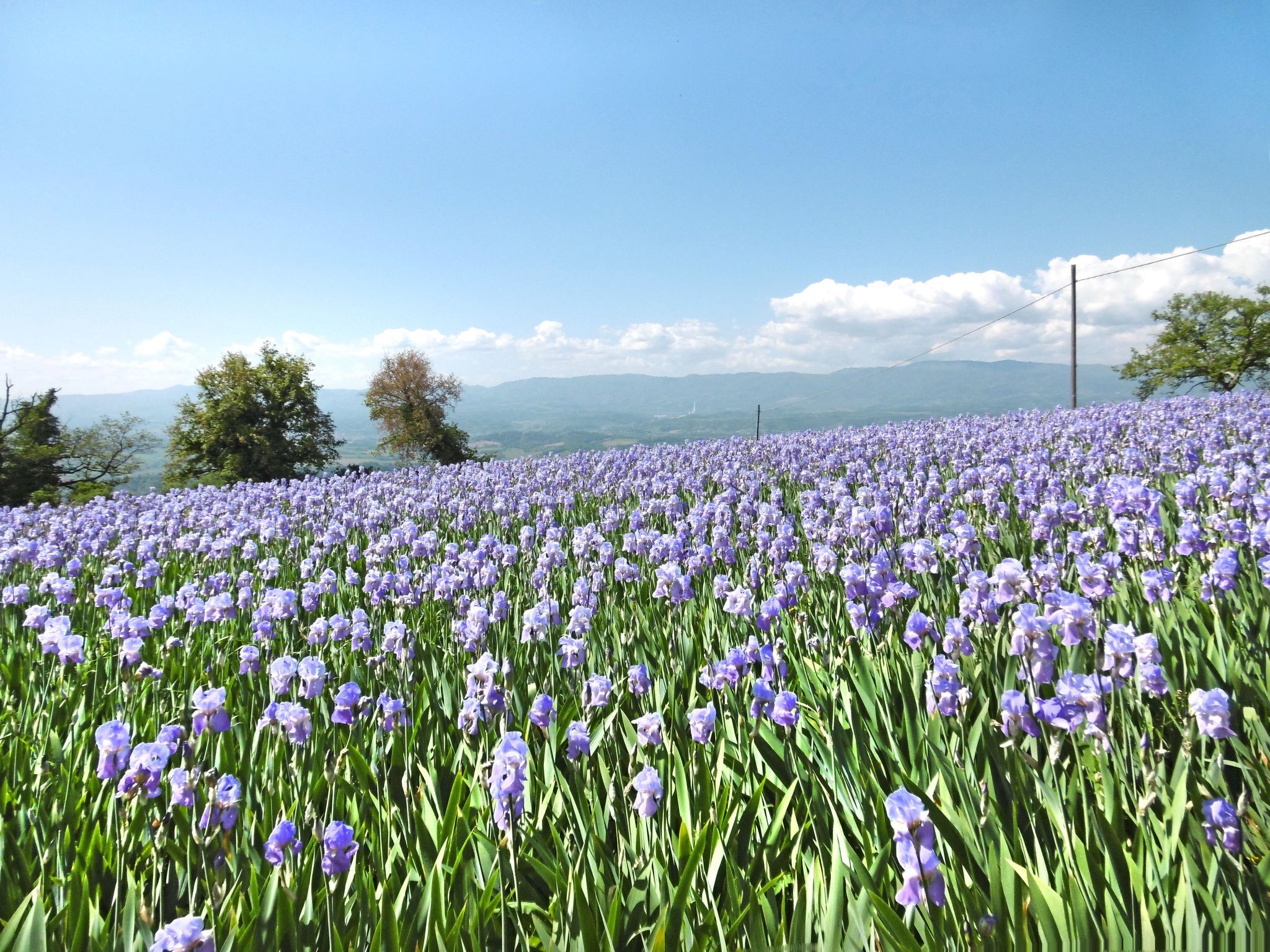 A field of purple flowers with a mountain range in the background.