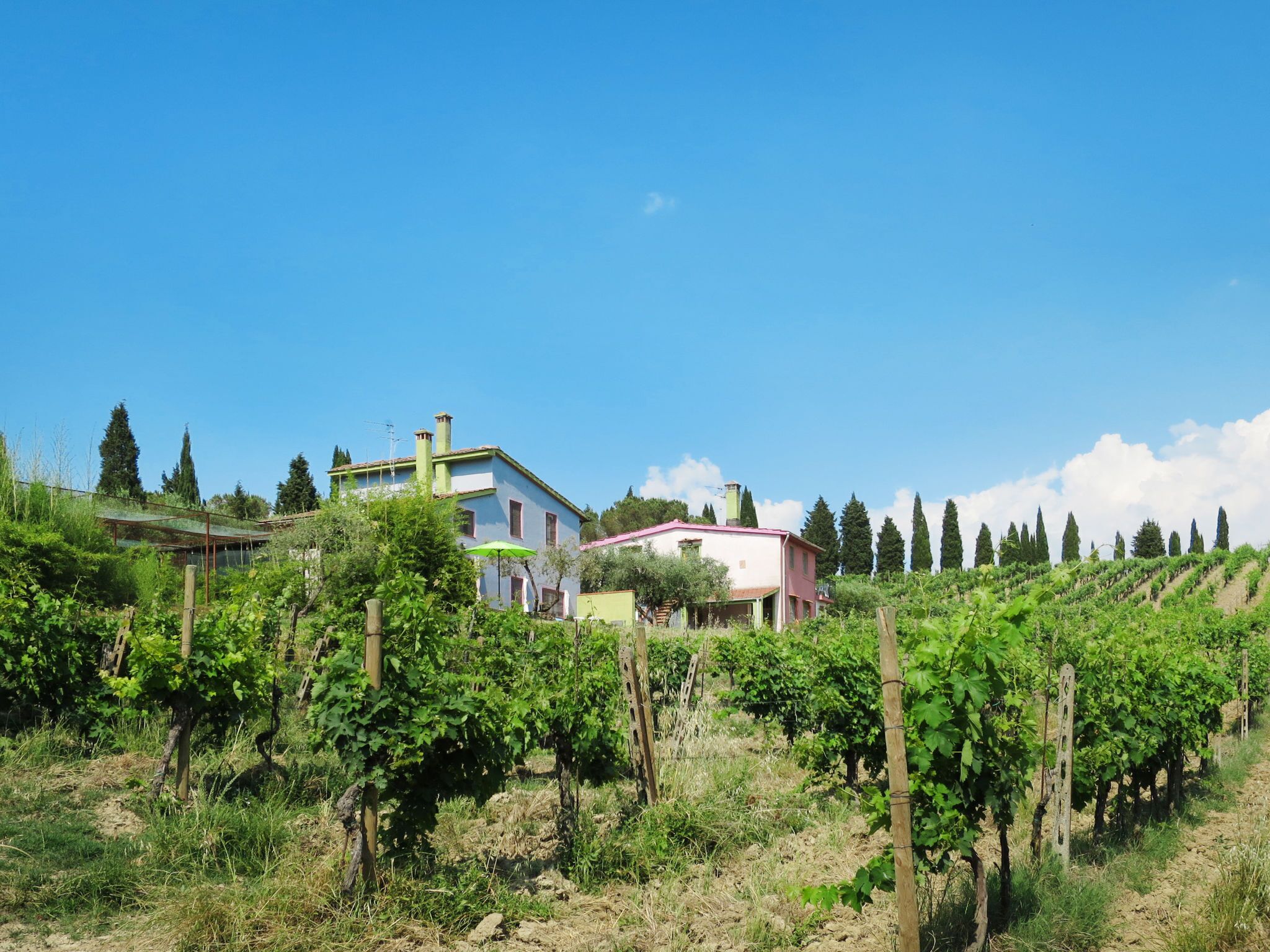 A vineyard with rows of grapevines and two buildings in the background.