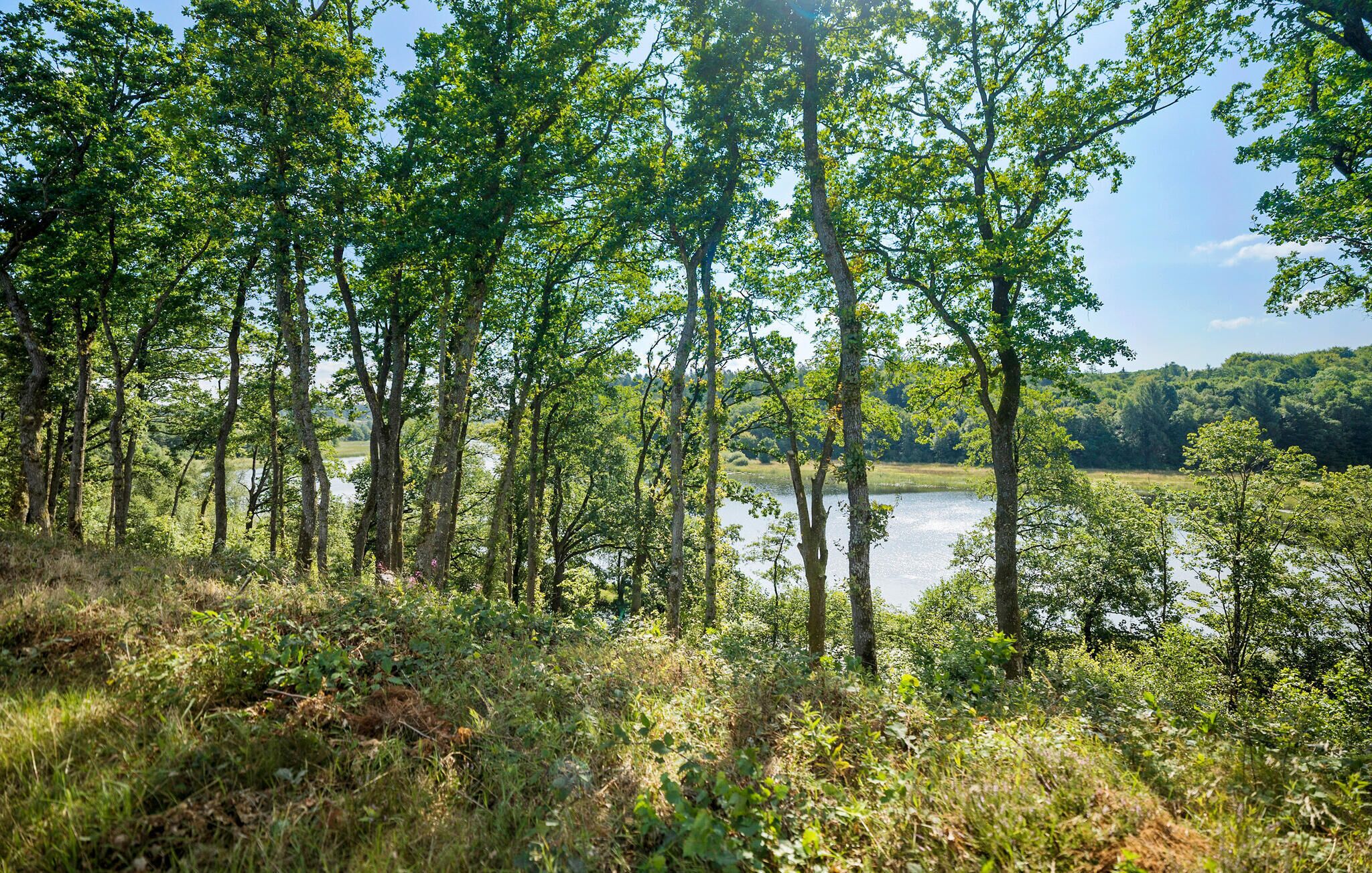 Un paysage naturel avec un lac entouré d’arbres et de zones herbeuses.