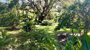 Un jardín exuberante con un árbol grande y diversas plantas.