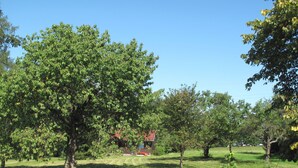 Een grasveld met bomen en een gebouw op de achtergrond.