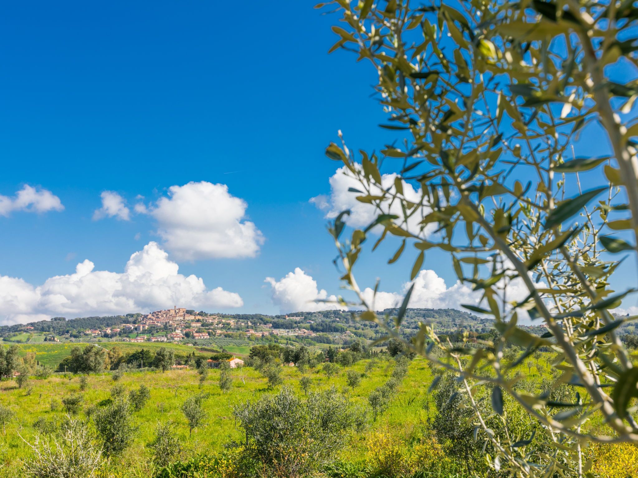 Ländliche Landschaft mit Olivenbäumen, blauem Himmel und Gebäuden in der Ferne auf einem Hügel.