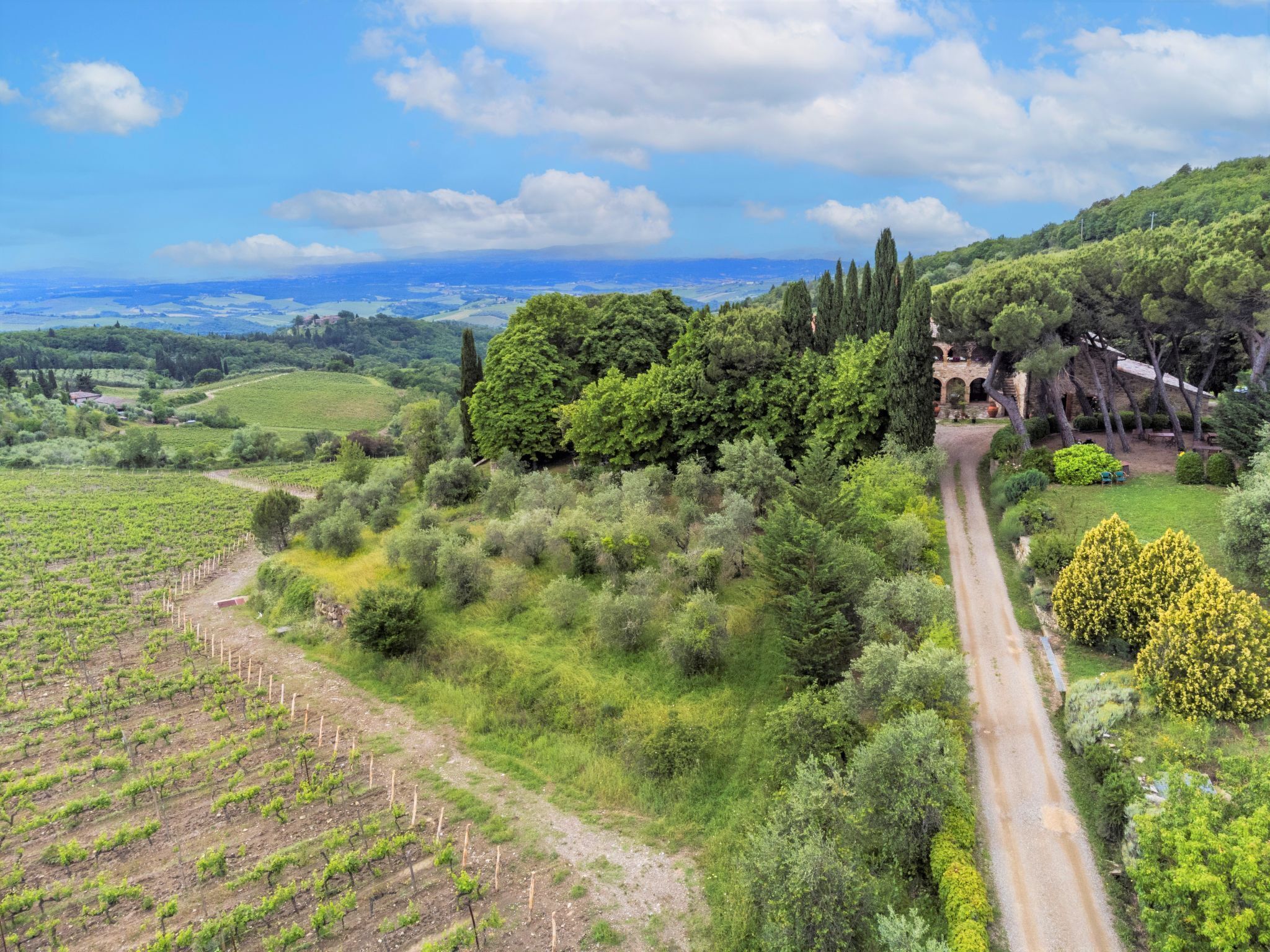 A vineyard with rows of grapevines, a dirt path, and a building with a stone facade.