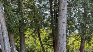 En svart grill placerad i ett skogsområde med träd och en stenavgränsning.