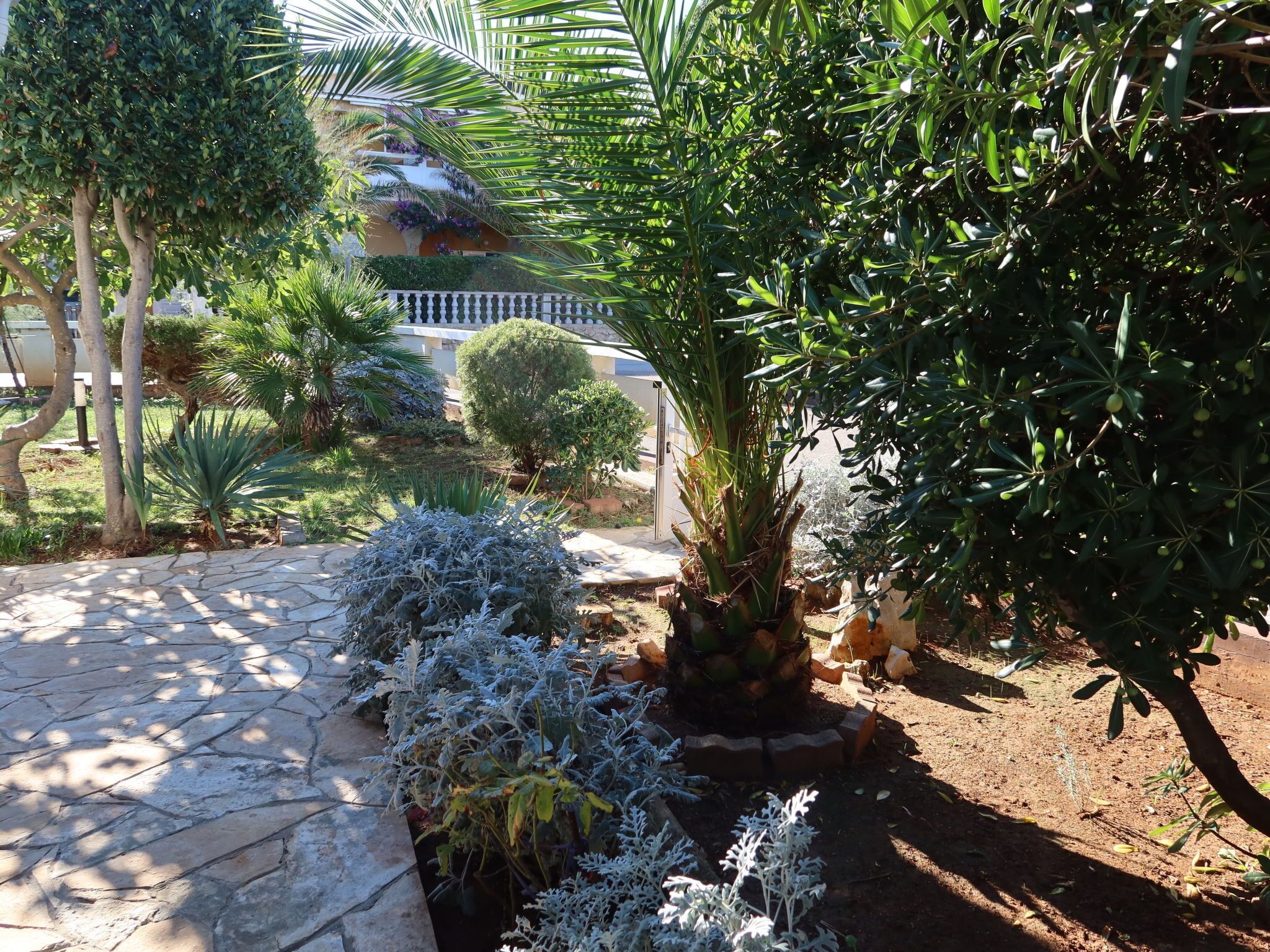Un jardín con diversas plantas y un sendero de piedra.