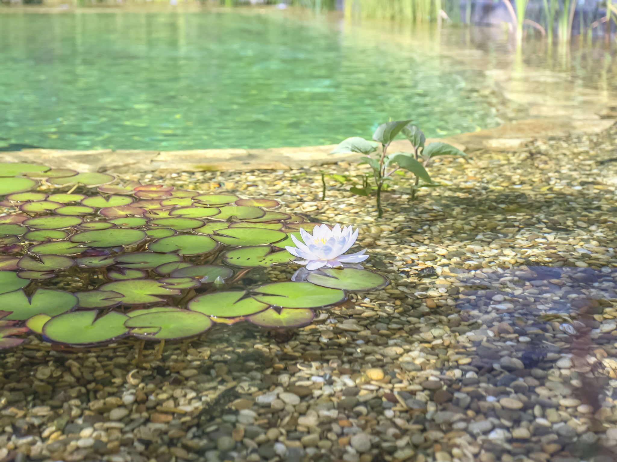 A pond with lily pads and a single water lily.