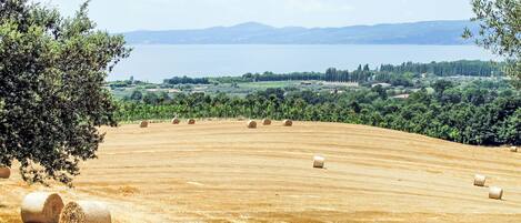 A rural landscape with a field of hay bales and a distant body of water.