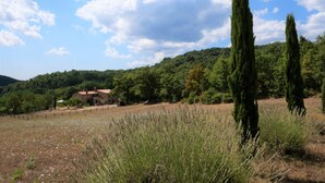 A rural landscape with a house, tall cypress trees, and a field of lavender. - Pian dei Carpini - Laura by Interhome (Prata)