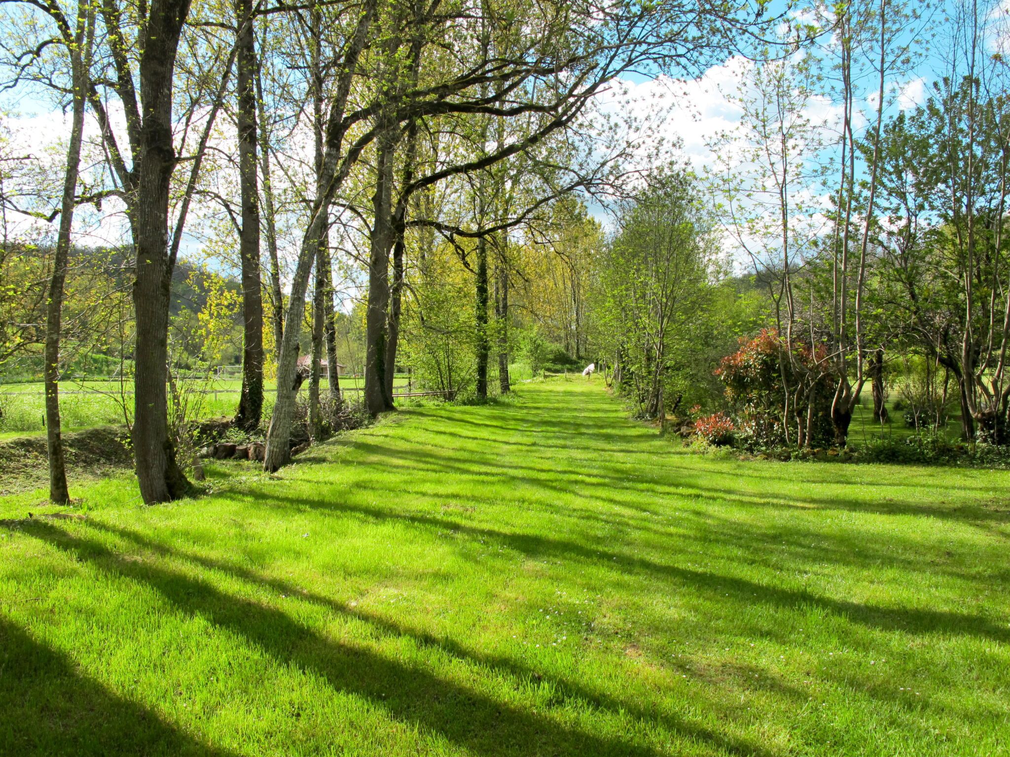 A pathway through a lush green landscape with trees on either side.